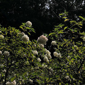 Meet your Posher, Abigail